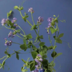 Himitsu 6 Himitsu -Perfume Fragrance Shop Himitsu by Regime des Fleurs Ministry of Scent2