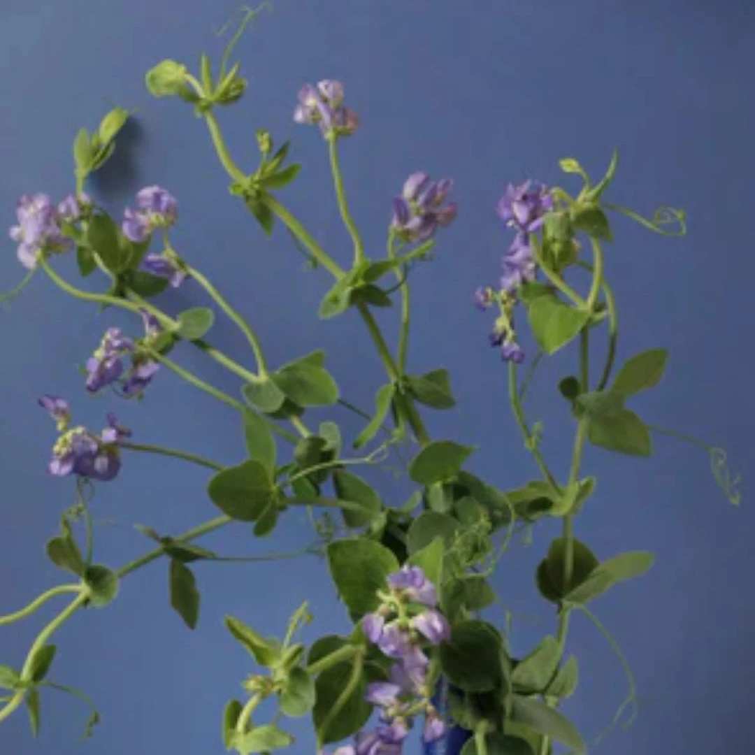 Himitsu 3 Himitsu - Image 3