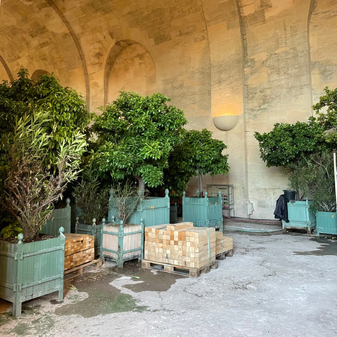 L'Or De Louis 6 L'Or De Louis - Image 6