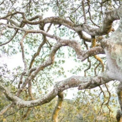 Reyes Candle -Perfume Fragrance Shop Liis Reyes 360x360 2x jpg