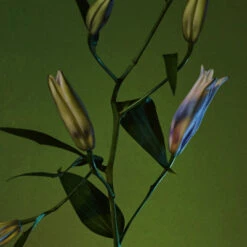 Rock River Melody 6 Rock River Melody -Perfume Fragrance Shop Rock River Melody by Regime des Fleurs Ministry of Scent3