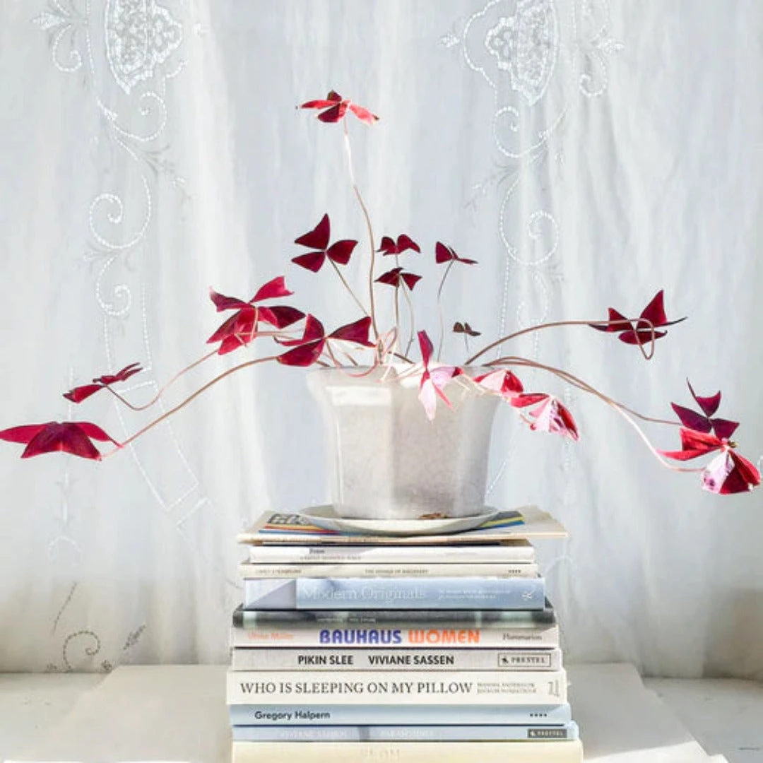 Studied 2 Studied - Image 2