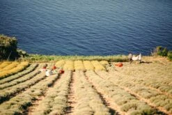 Immortelle 43|17 5 Immortelle 43|17 -Perfume Fragrance Shop harvestfull