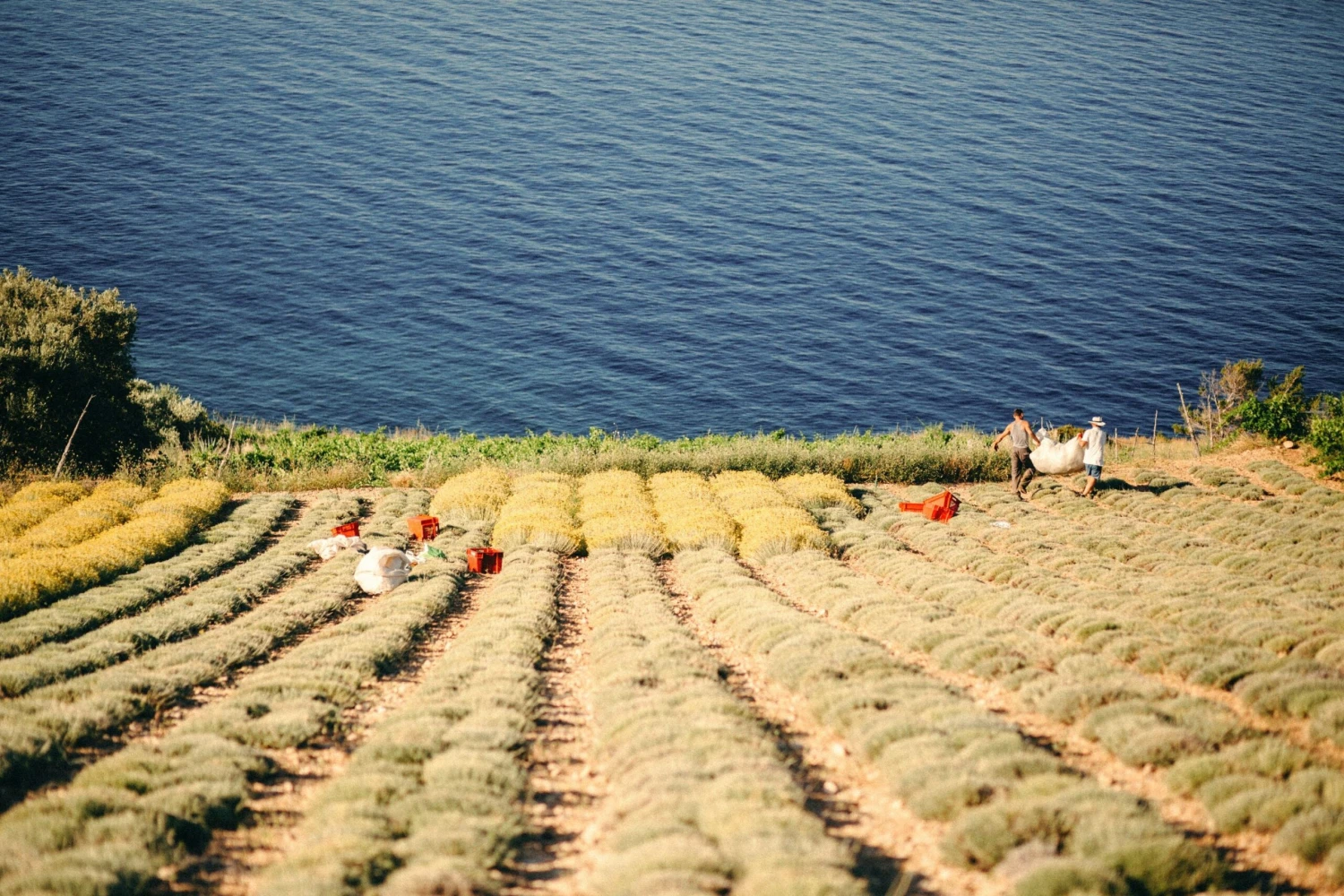 Immortelle 43|17 3 Immortelle 43|17 - Image 3