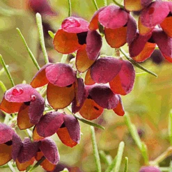 Southern Bloom -Perfume Fragrance Shop image 2da0b6db 0730 4b89 a4c2 e8b9d4480c15