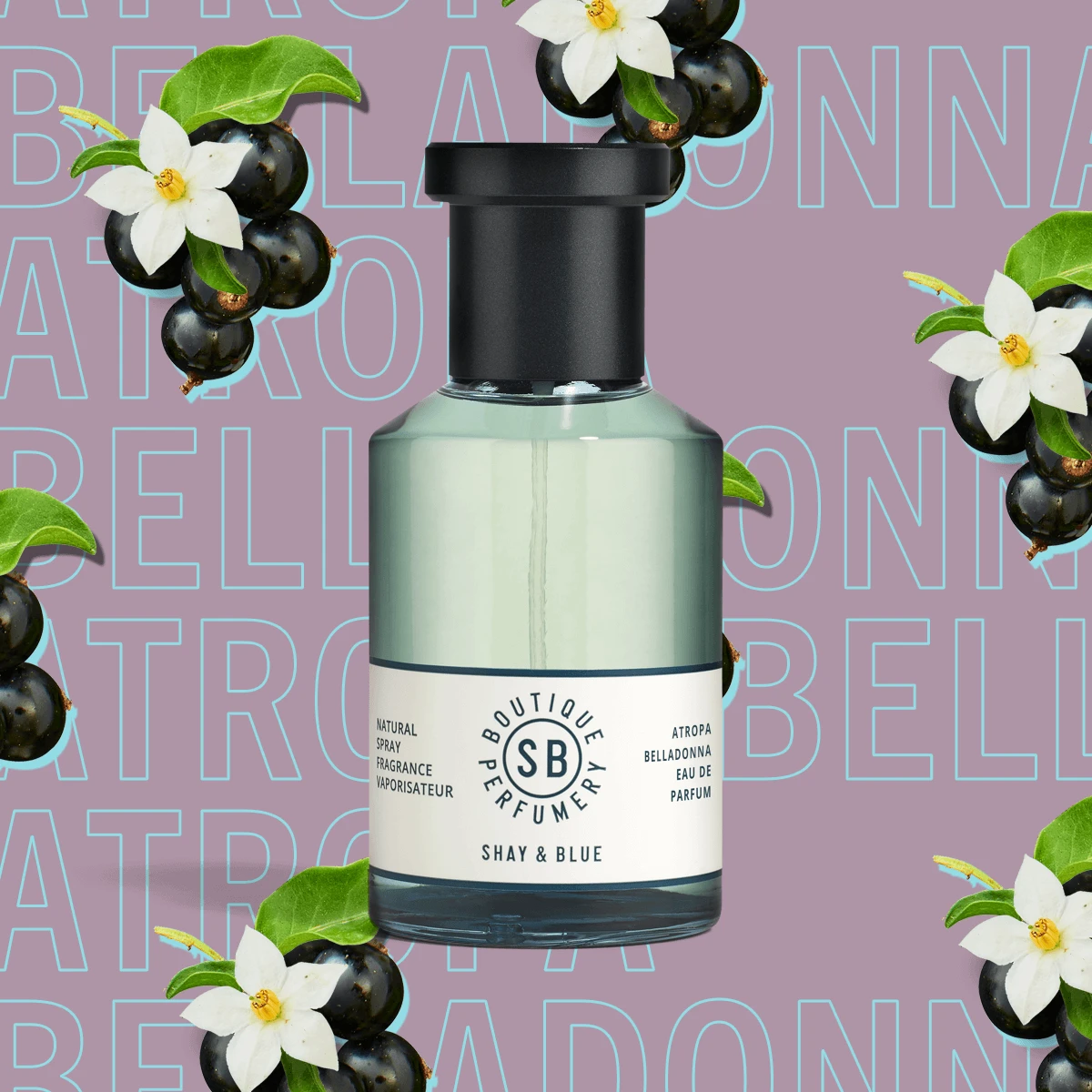 Atropa Belladonna 1 Atropa Belladonna