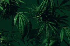 Dirty Grass -Perfume Fragrance Shop image 708d705e 3b27 446b 9460 db2b679b7b09