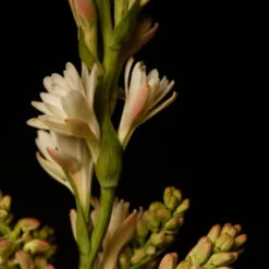 Flor Y Canto -Perfume Fragrance Shop image bc63dab5 a2f8 4e4c 93cc 62a96c2e335f