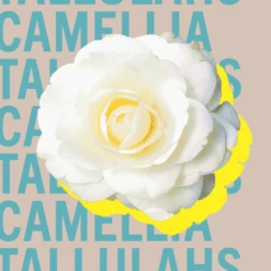 Tallulahs Camellia -Perfume Fragrance Shop image bf196854 213d 43b9 8e00 d73e15752a5a