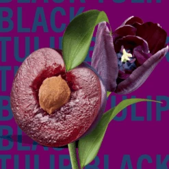 Black Tulip -Perfume Fragrance Shop image c07e44db cbff 44a1 8012 2647a28563cc