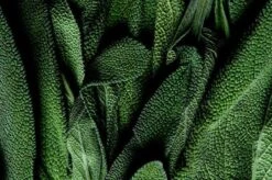 Smudge -Perfume Fragrance Shop image f09fe81c 0069 4d5d aba4 0e97b5a867c2